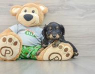 8 week old Mini Aussiedoodle Puppy For Sale - Puppy Love PR