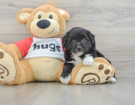 8 week old Mini Aussiedoodle Puppy For Sale - Puppy Love PR