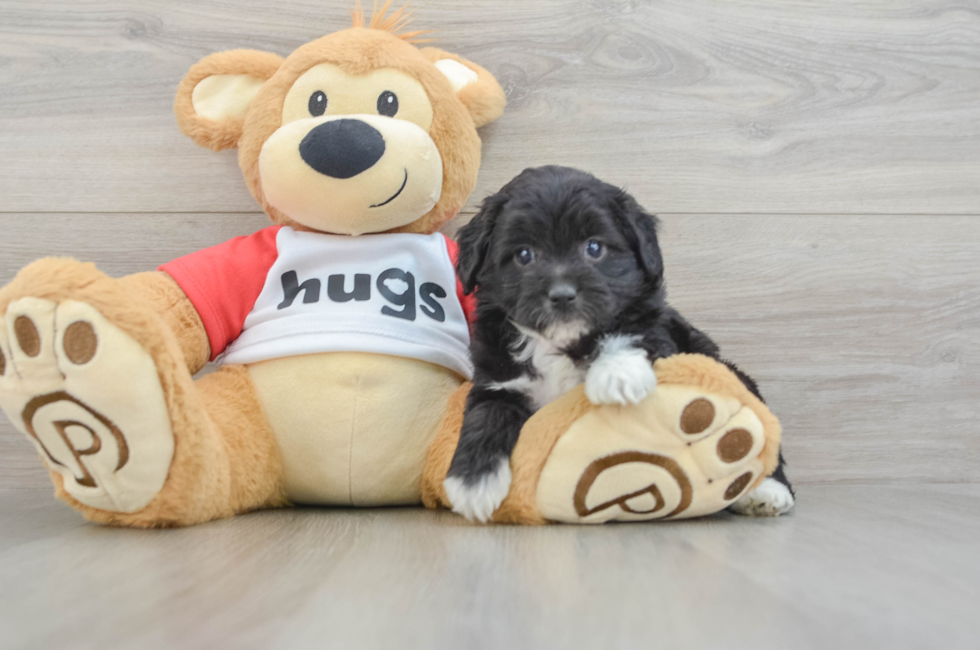 5 week old Mini Aussiedoodle Puppy For Sale - Puppy Love PR