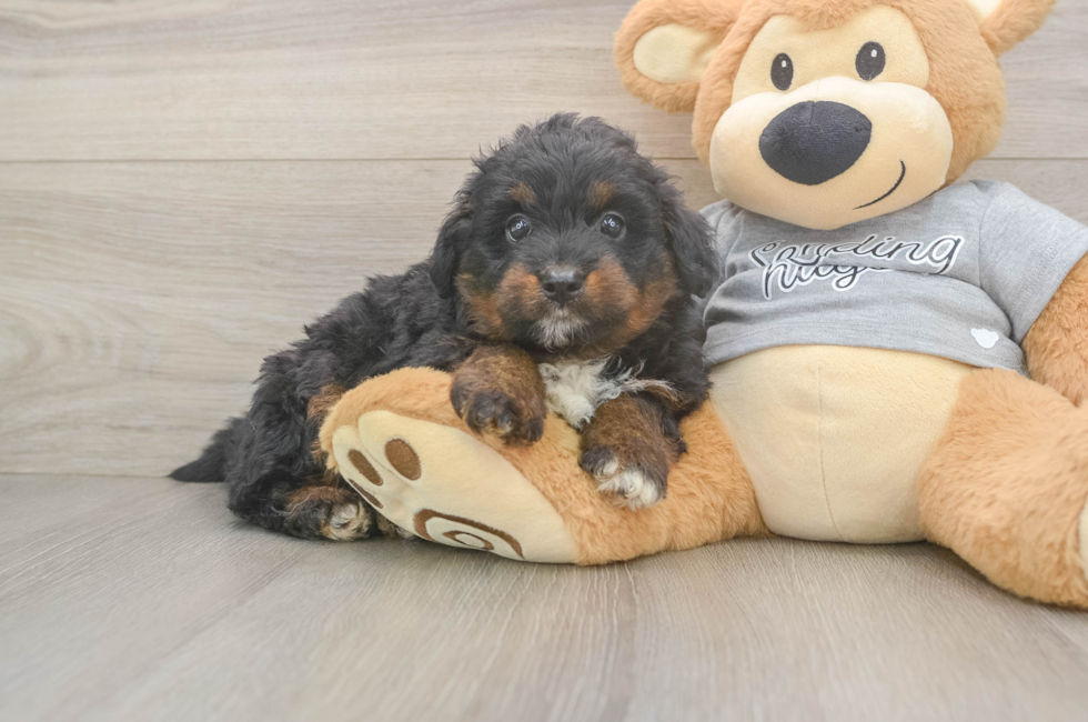 6 week old Mini Aussiedoodle Puppy For Sale - Puppy Love PR