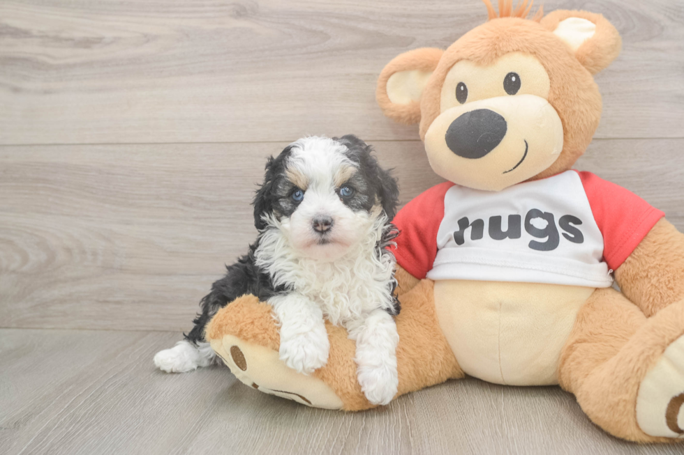 Hypoallergenic Aussiepoo Poodle Mix Puppy