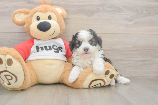 5 week old Mini Aussiedoodle Puppy For Sale - Puppy Love PR Best Mini Aussiedoodle Baby