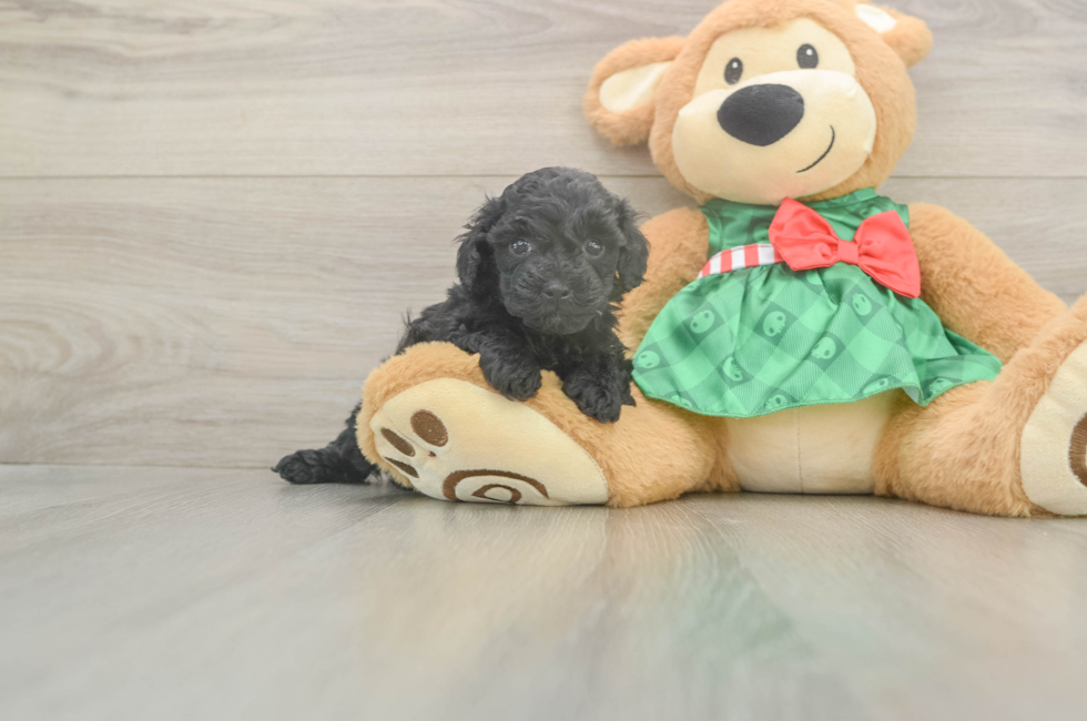 6 week old Mini Aussiedoodle Puppy For Sale - Puppy Love PR