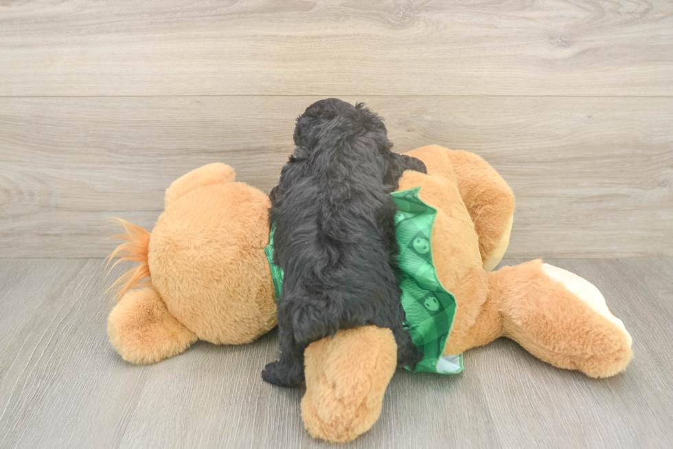 Energetic Aussie Poo Poodle Mix Puppy