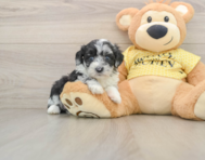 8 week old Mini Aussiedoodle Puppy For Sale - Puppy Love PR