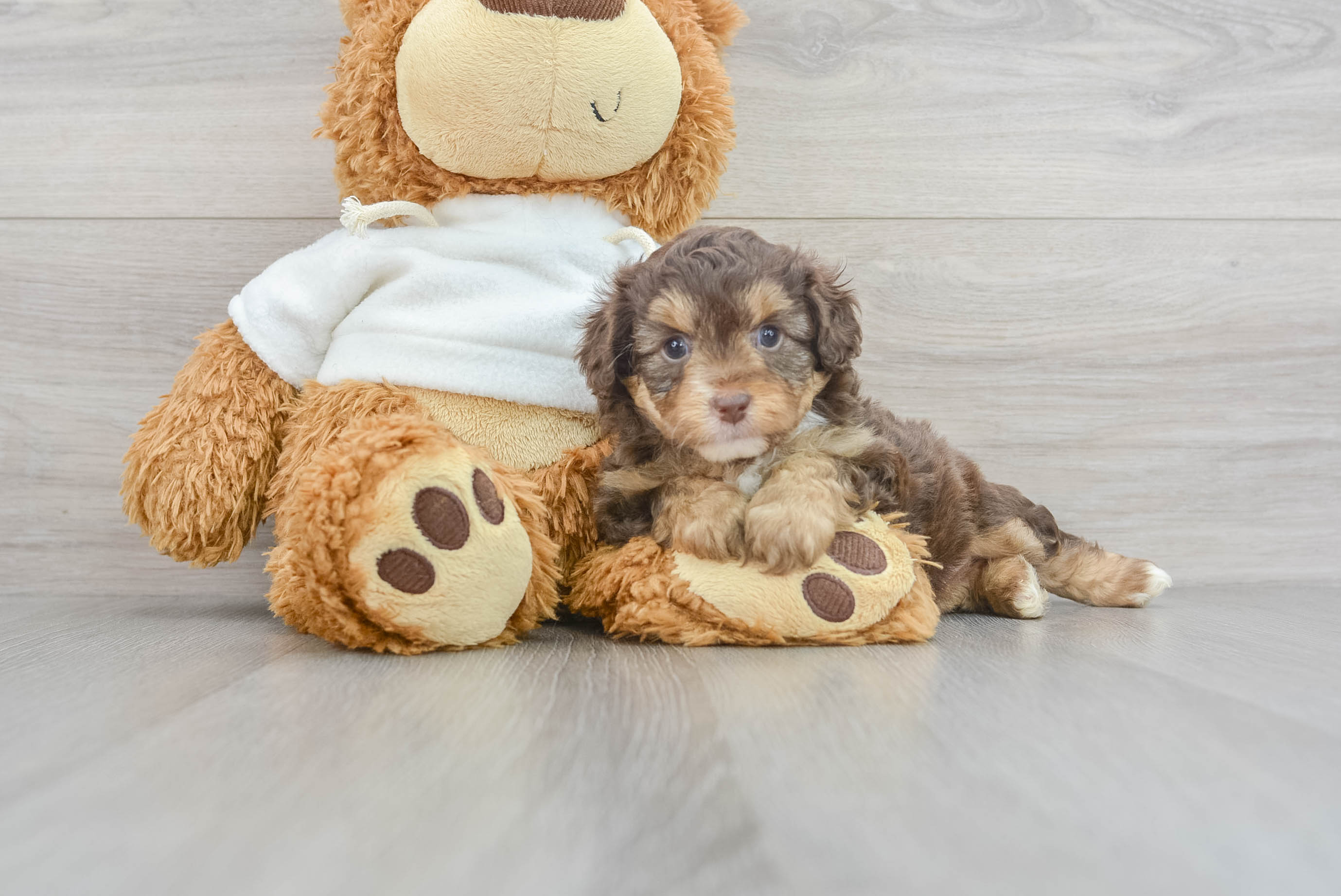 Playful Aussiepoo Poodle Mix Puppy