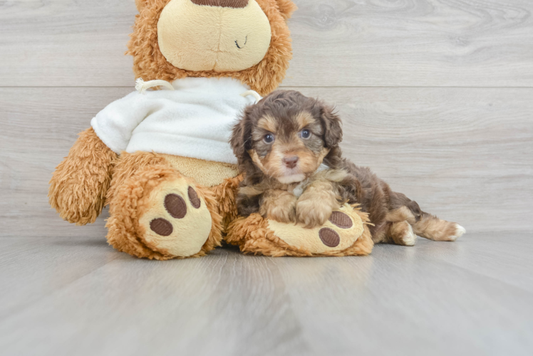 Meet Della - our Mini Aussiedoodle Puppy Photo 1/3 - Puppy Love PR Playful Aussiepoo Poodle Mix Puppy