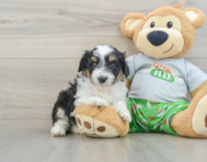 8 week old Mini Aussiedoodle Puppy For Sale - Puppy Love PR