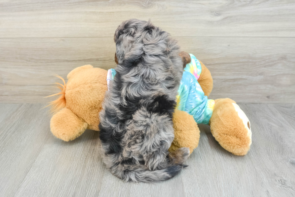 Popular Mini Aussiedoodle Poodle Mix Pup