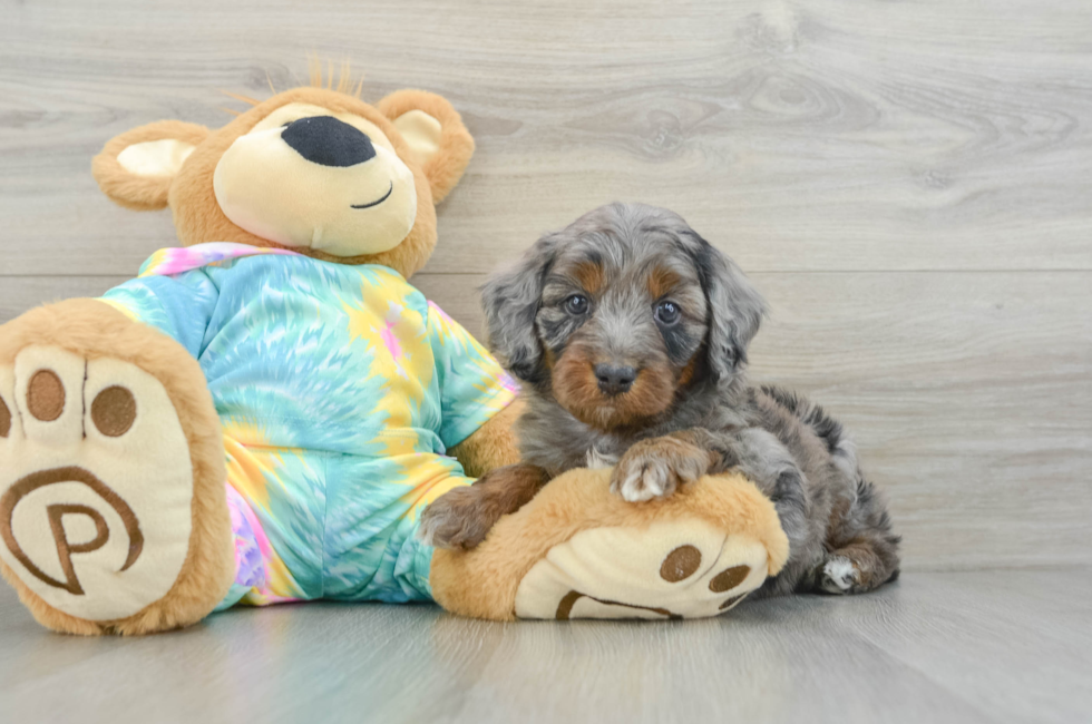 6 week old Mini Aussiedoodle Puppy For Sale - Puppy Love PR