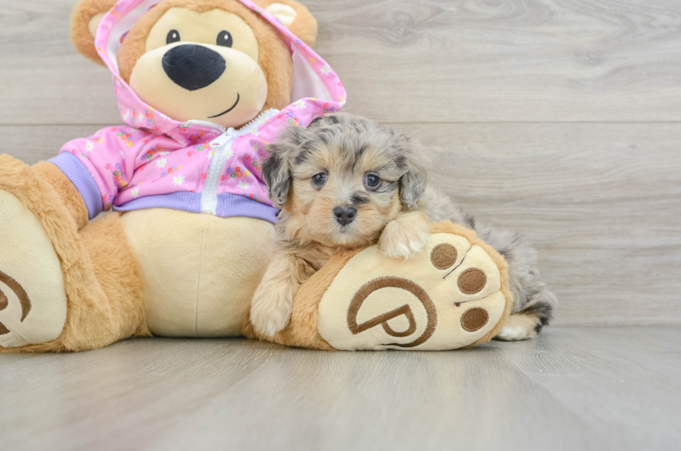 5 week old Mini Aussiedoodle Puppy For Sale - Puppy Love PR