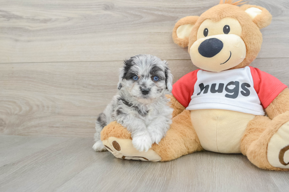5 week old Mini Aussiedoodle Puppy For Sale - Puppy Love PR