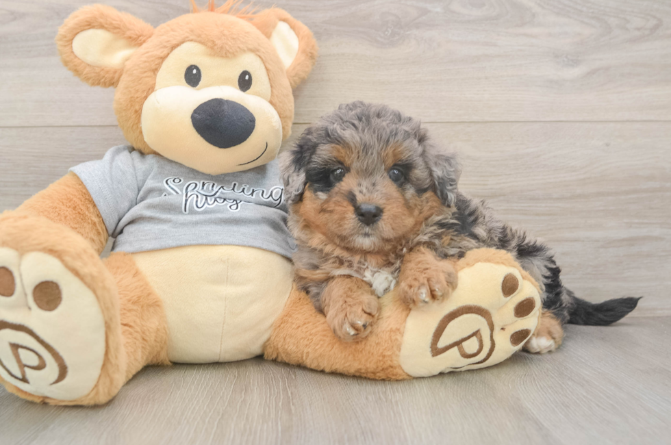6 week old Mini Aussiedoodle Puppy For Sale - Puppy Love PR