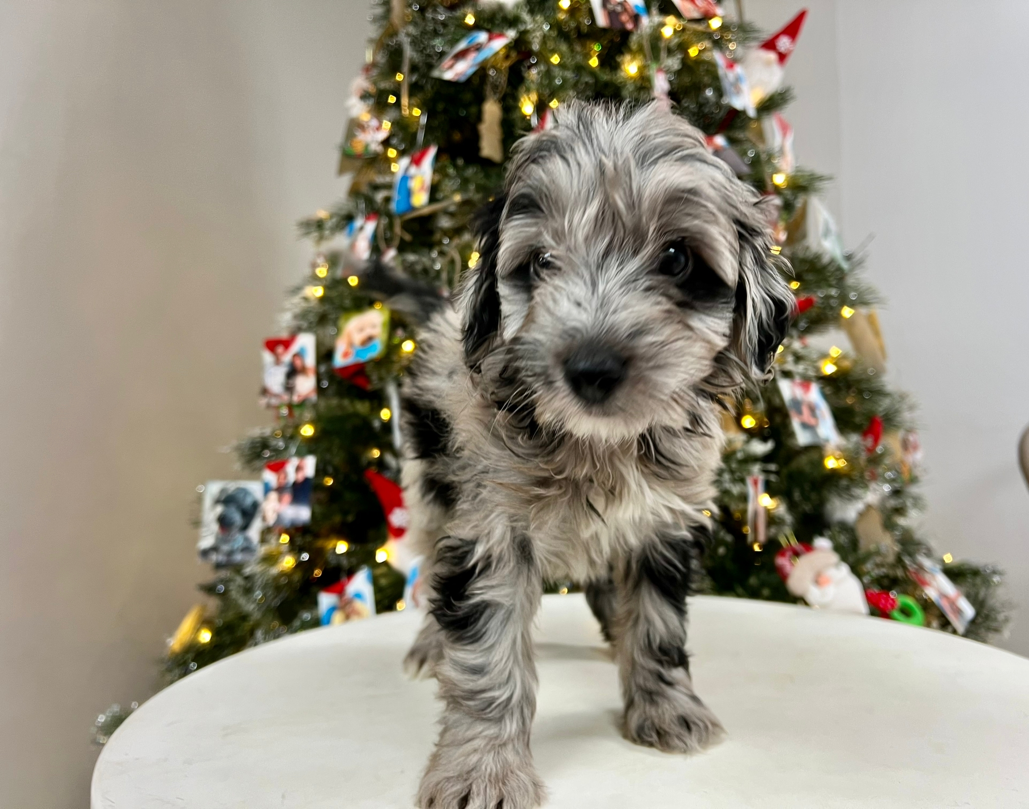 Mini Aussiedoodle Puppy for Adoption