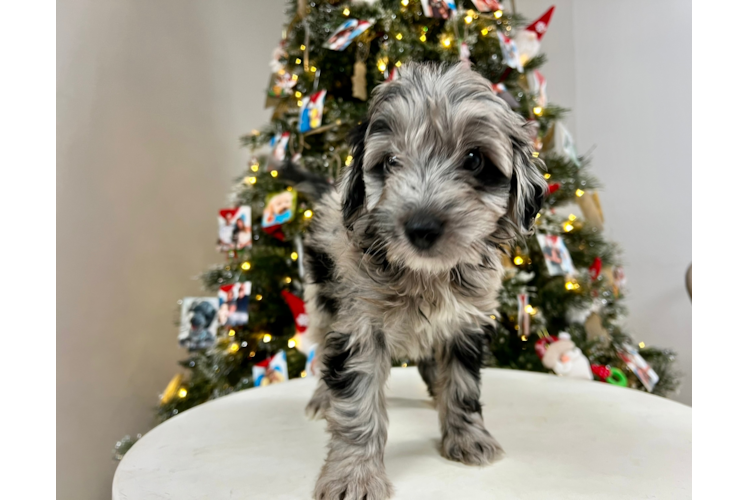 Mini Aussiedoodle Puppy for Adoption