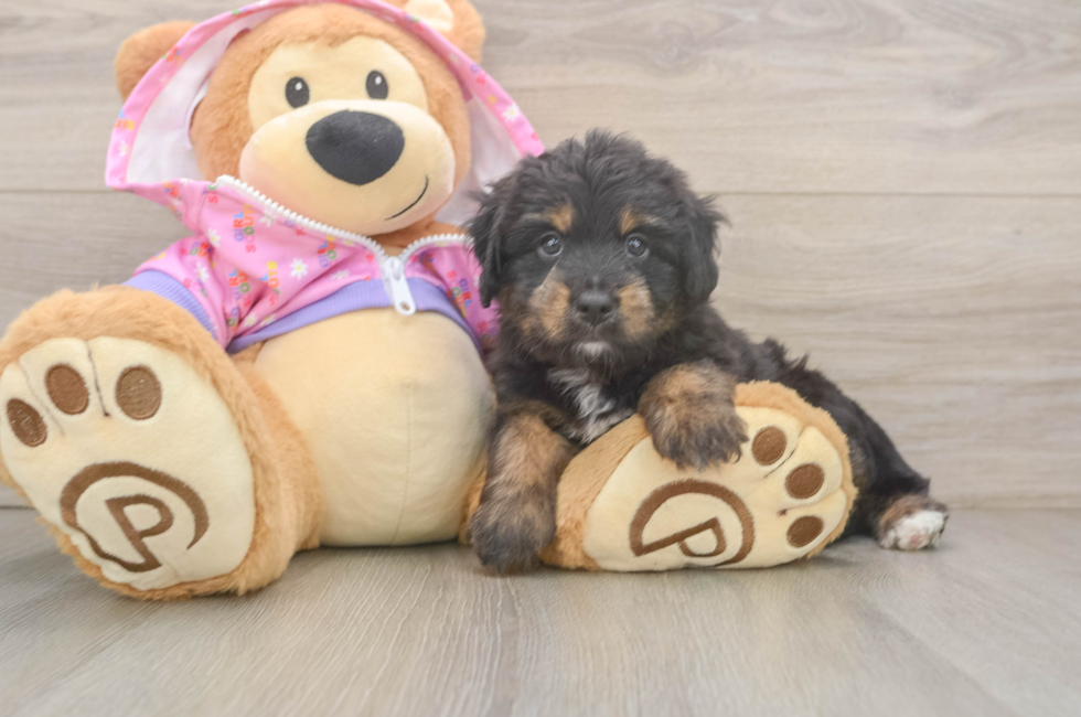 5 week old Mini Aussiedoodle Puppy For Sale - Puppy Love PR