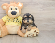 8 week old Mini Aussiedoodle Puppy For Sale - Puppy Love PR