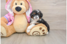 Best Mini Aussiedoodle Baby