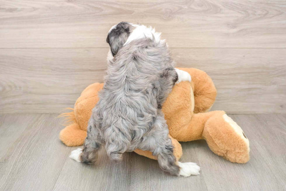 Little Aussiepoo Poodle Mix Puppy