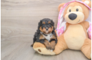 Mini Aussiedoodle Puppy for Adoption