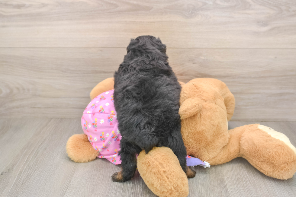 Smart Mini Aussiedoodle Poodle Mix Pup