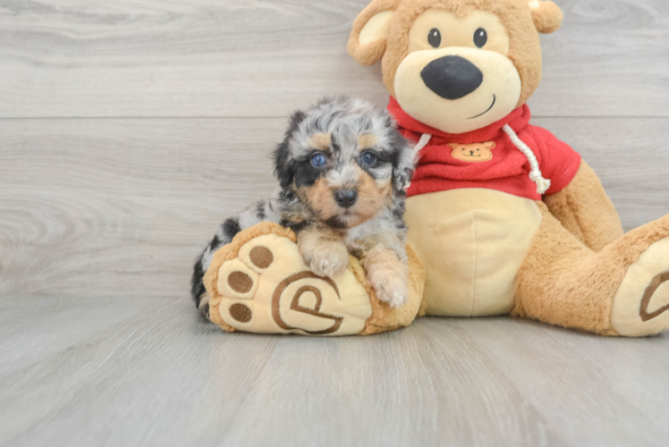 Meet Eclipse - our Mini Aussiedoodle Puppy Photo 1/3 - Puppy Love PR Friendly Mini Aussiedoodle Baby