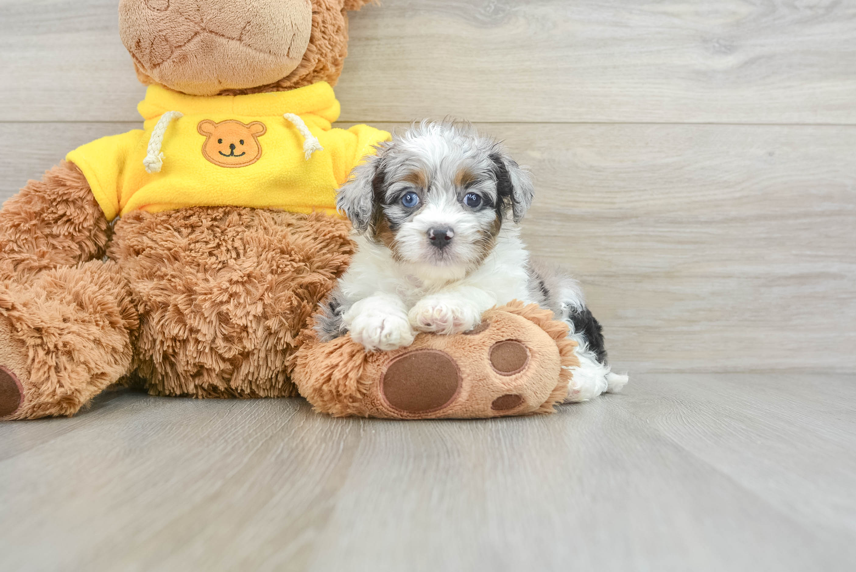 Cute Mini Aussiedoodle Baby
