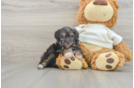 Friendly Mini Aussiedoodle Baby