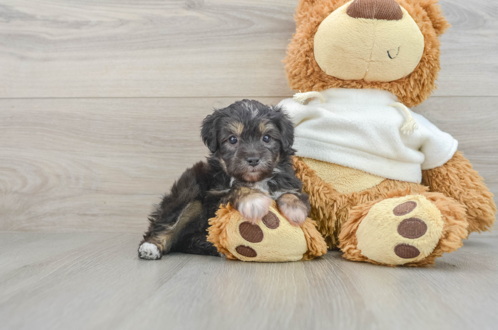 6 week old Mini Aussiedoodle Puppy For Sale - Puppy Love PR