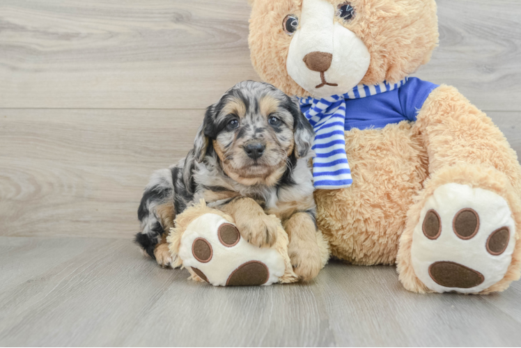 Adorable Mini Australian Shepherd X Poodle Mix Poodle Mix Puppy