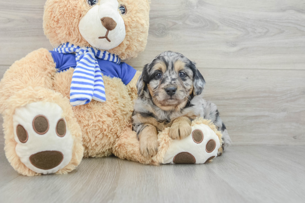 Little Mini Aussiepoo Poodle Mix Puppy