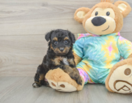 8 week old Mini Aussiedoodle Puppy For Sale - Puppy Love PR