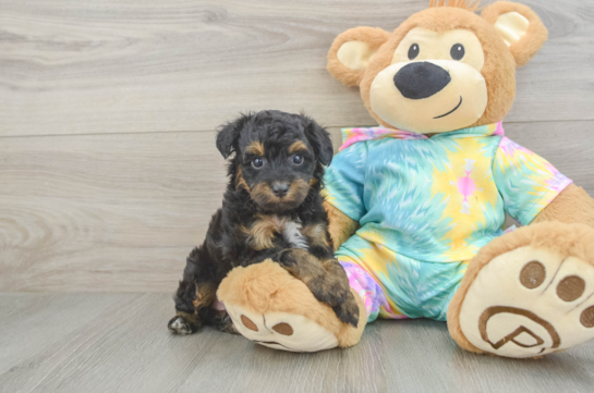 Mini Aussiedoodle Pup Being Cute
