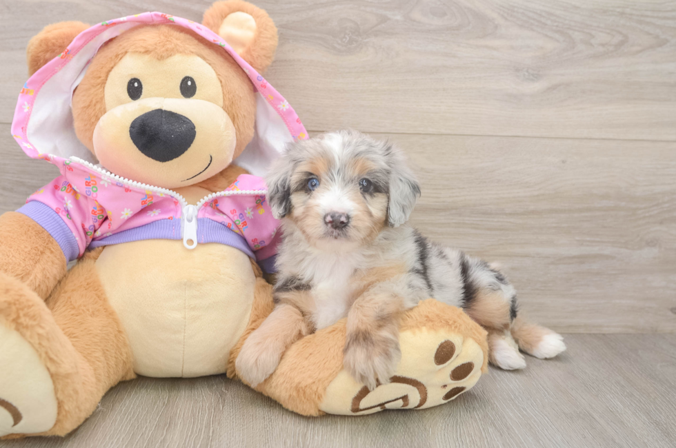 5 week old Mini Aussiedoodle Puppy For Sale - Puppy Love PR