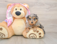 8 week old Mini Aussiedoodle Puppy For Sale - Puppy Love PR