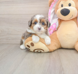 7 week old Mini Aussiedoodle Puppy For Sale - Puppy Love PR