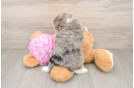 Hypoallergenic Aussiepoo Poodle Mix Puppy