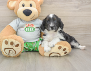 7 week old Mini Aussiedoodle Puppy For Sale - Puppy Love PR