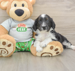 8 week old Mini Aussiedoodle Puppy For Sale - Puppy Love PR