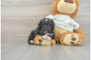 Best Mini Aussiedoodle Baby