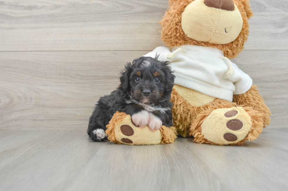 6 week old Mini Aussiedoodle Puppy For Sale - Puppy Love PR