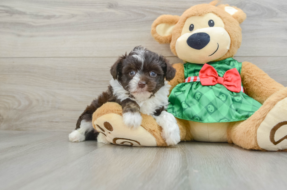 5 week old Mini Aussiedoodle Puppy For Sale - Puppy Love PR