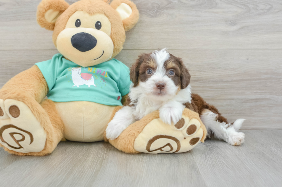 7 week old Mini Aussiedoodle Puppy For Sale - Puppy Love PR