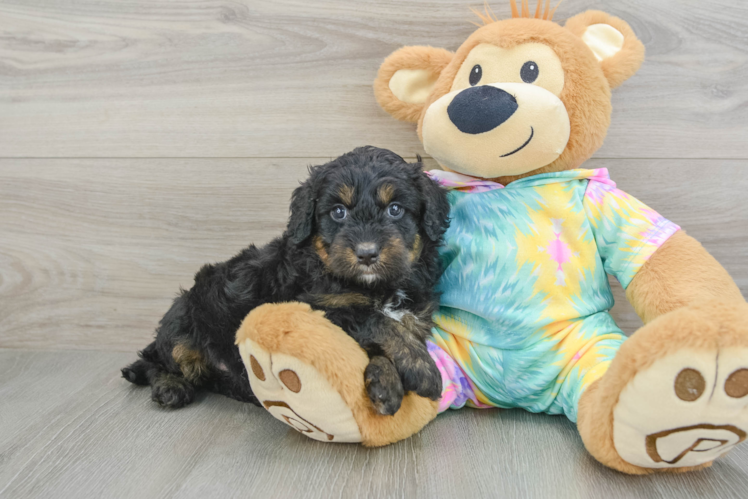 Funny Mini Aussiedoodle Poodle Mix Pup