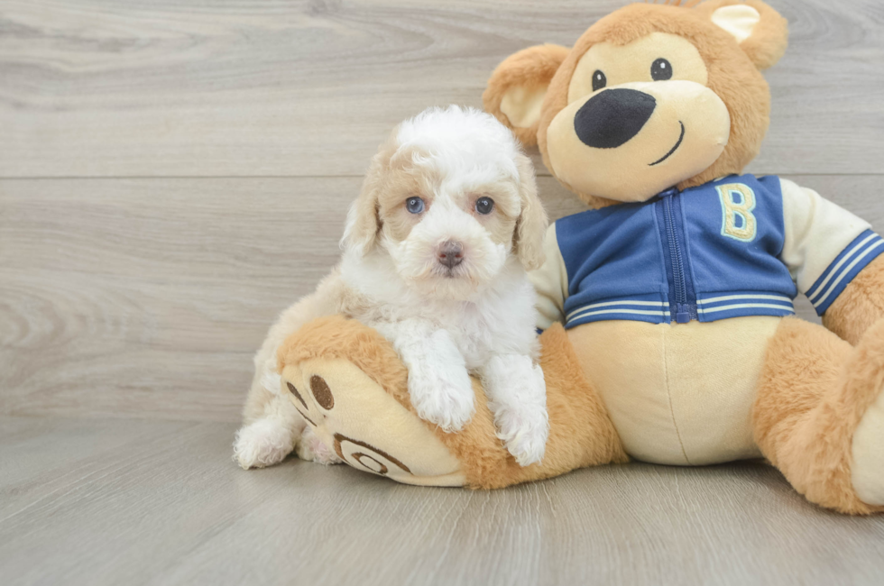 5 week old Mini Aussiedoodle Puppy For Sale - Puppy Love PR