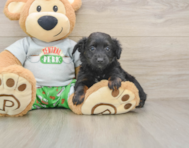 7 week old Mini Aussiedoodle Puppy For Sale - Puppy Love PR