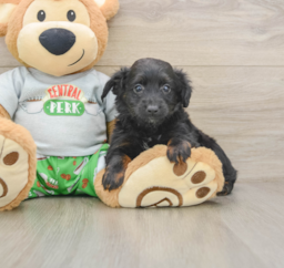 8 week old Mini Aussiedoodle Puppy For Sale - Puppy Love PR