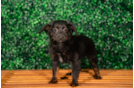 Cute Mini Aussiedoodle Poodle Mix Pup