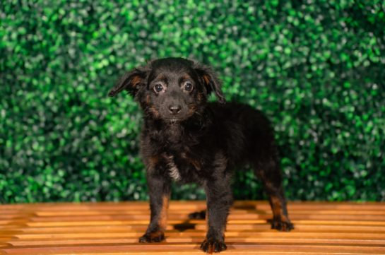 Cute Mini Aussiedoodle Poodle Mix Pup