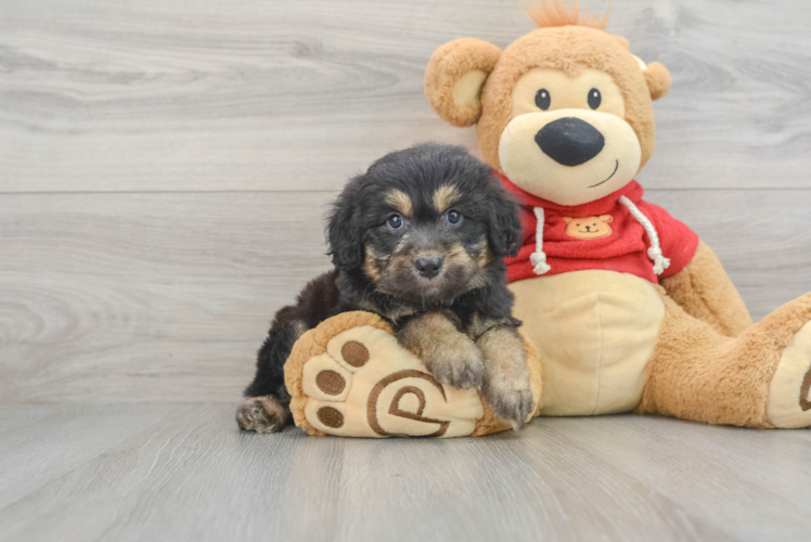 Meet Enzo - our Mini Aussiedoodle Puppy Photo 1/3 - Puppy Love PR Playful Aussiepoo Poodle Mix Puppy